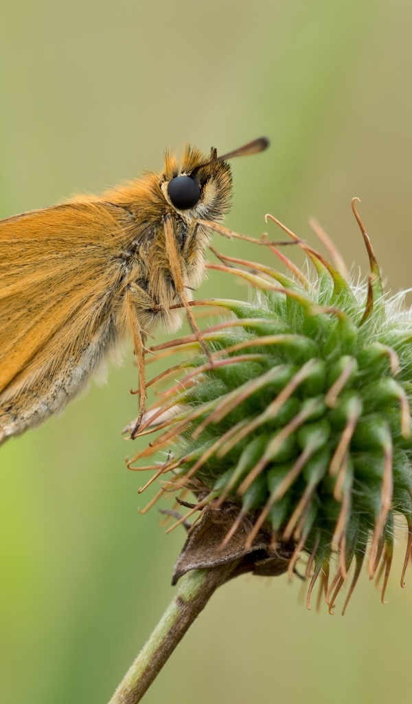 Бабочка сидит на колючем растении