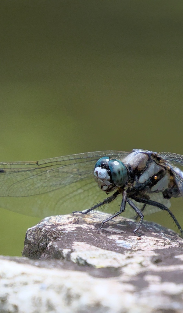 Стрекоза с голубыми крыльями сидит на камне