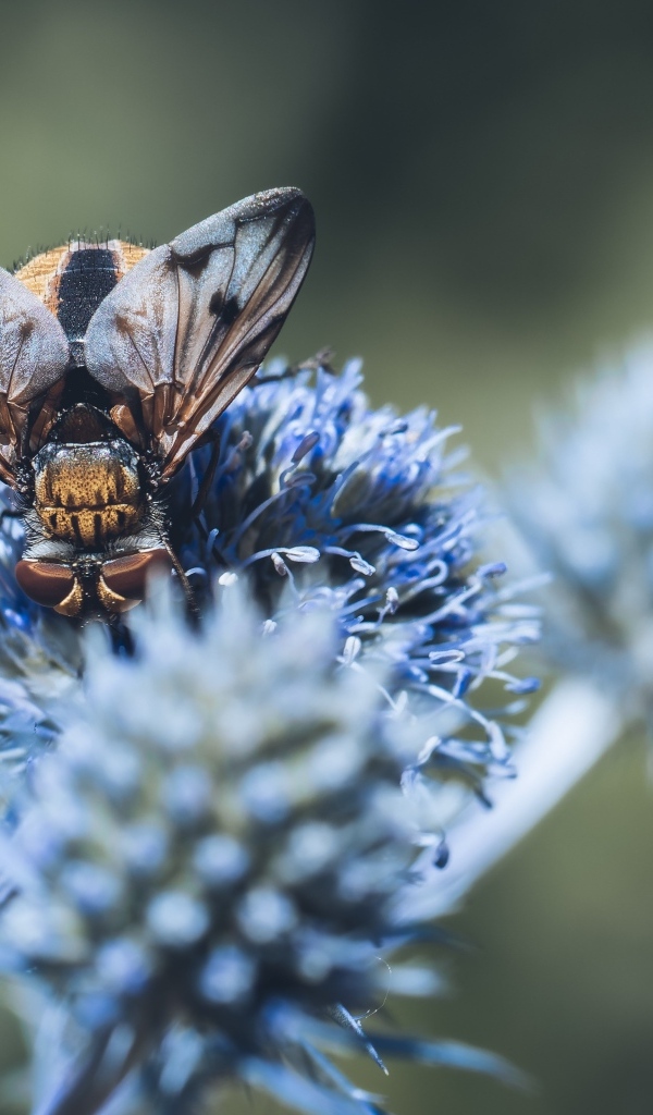 Муха сидит на колючем зеленом листе