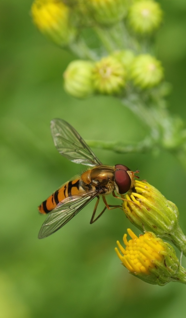 Муха сидит на желтом цветке