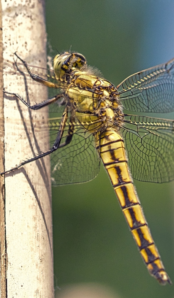 Большая красивая стрекоза сидит на сухой ветке
