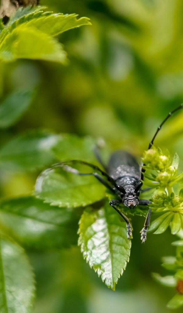 Большой черный жук сидит на ветке розы