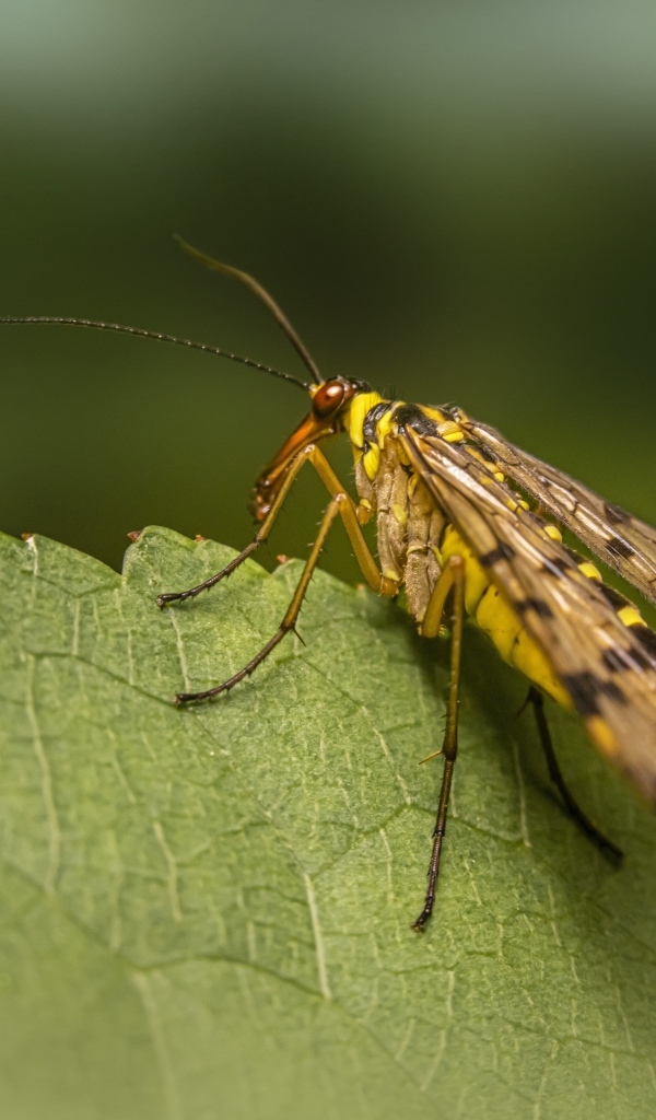 Большой комар сидит на зеленом листе