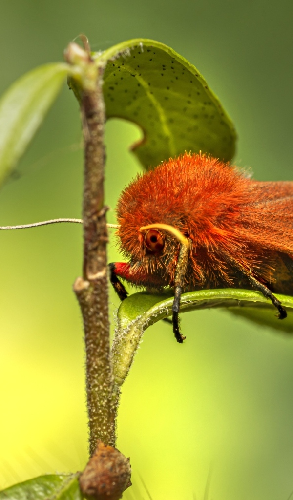 Большая красная моль сидит на зеленом листке