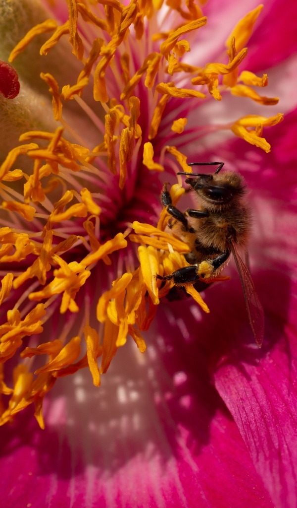 Маленькая пчела в сидит в середине розового цветка