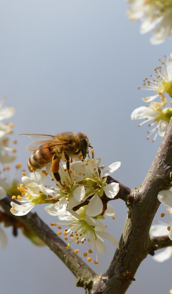 Маленькая пчела сидит на цветке вишни