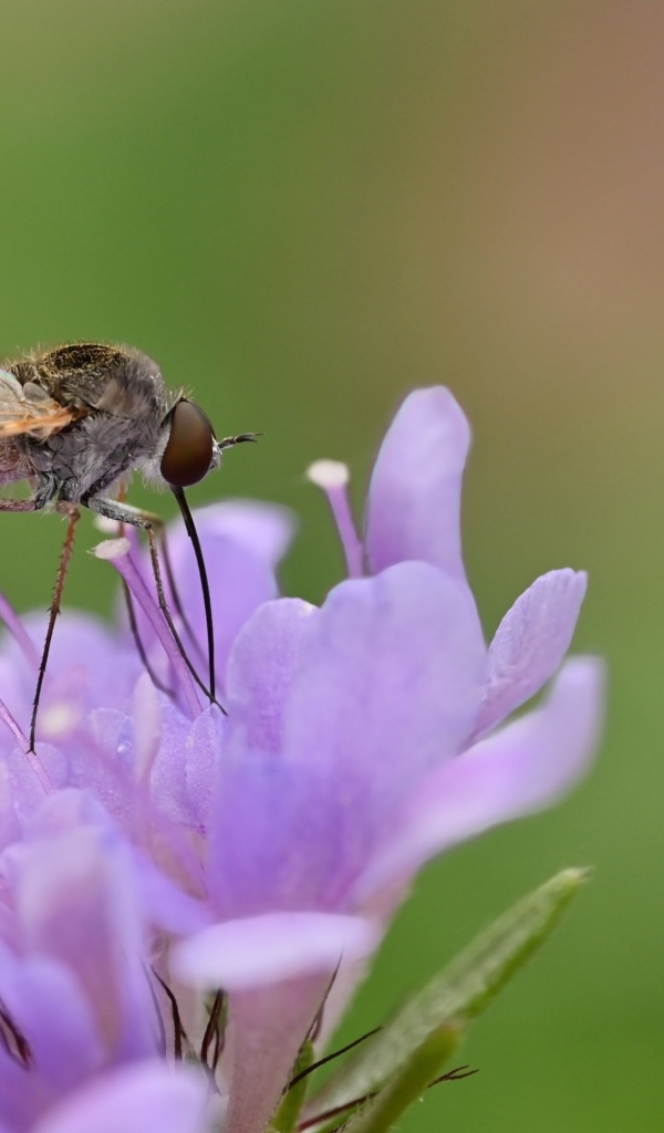 Комар сидит на фиолетовом цветке