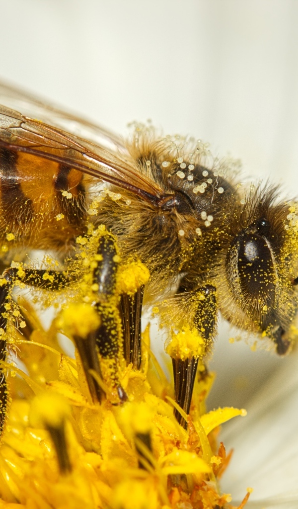 Маленькая пчела собирает пыльцу с белого цветка