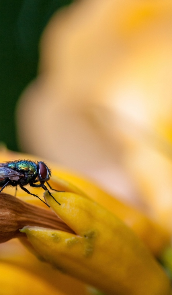 Маленькая зеленая муха сидит на желтом цветке
