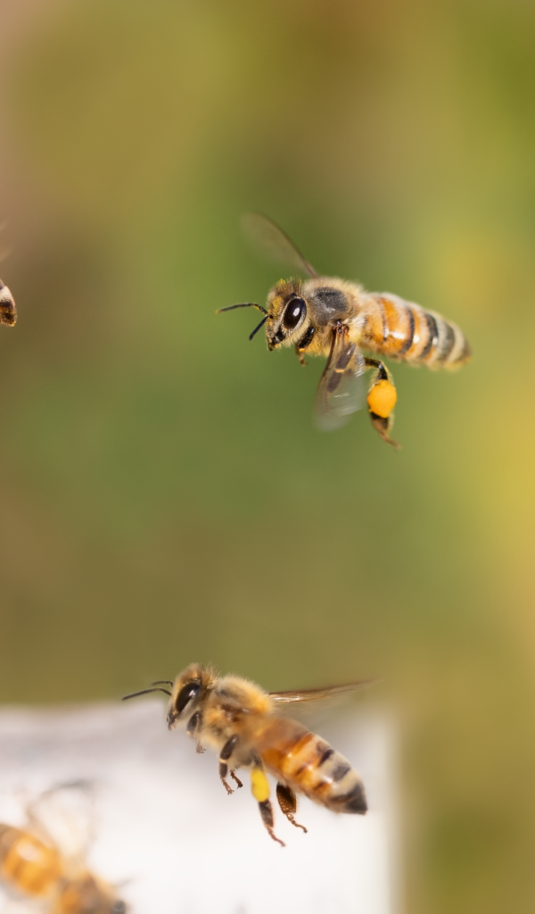 Рой пчел летит к улью