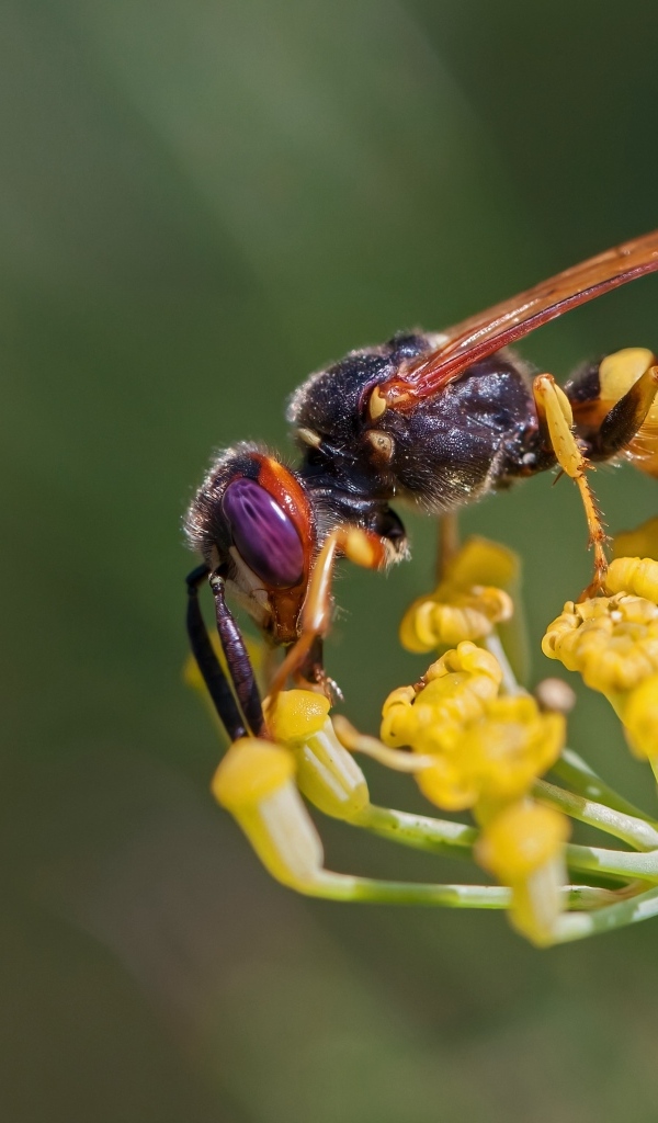 Оса сидит на желтом цветке
