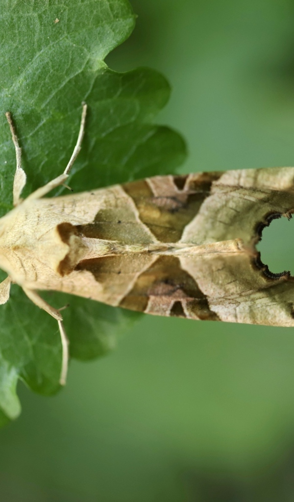 Бабочка агатовая сова на зеленом листе