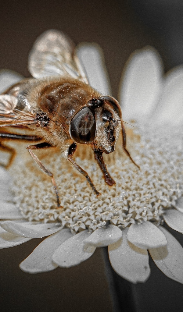 Насекомое сидит на белом цветке