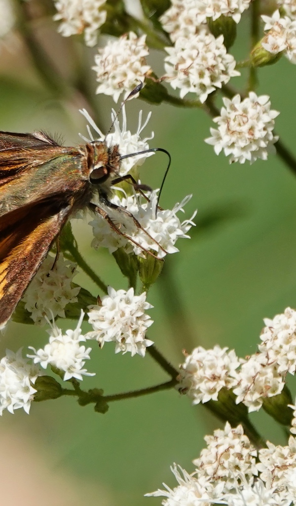 Насекомое сидит на белом цветке
