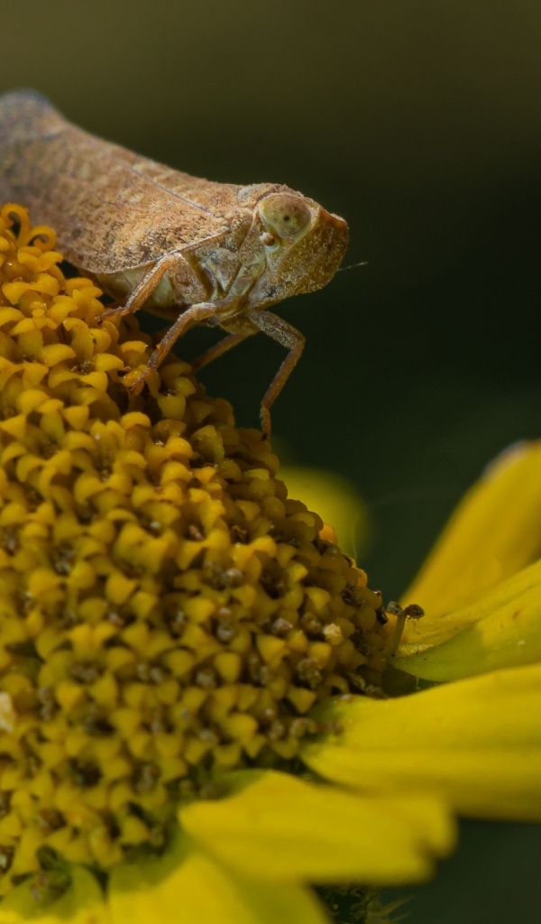 Насекомое сидит на цветке циннии