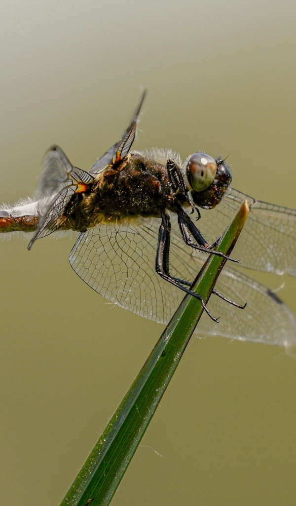 Красивая большая стрекоза сидит на зеленой траве