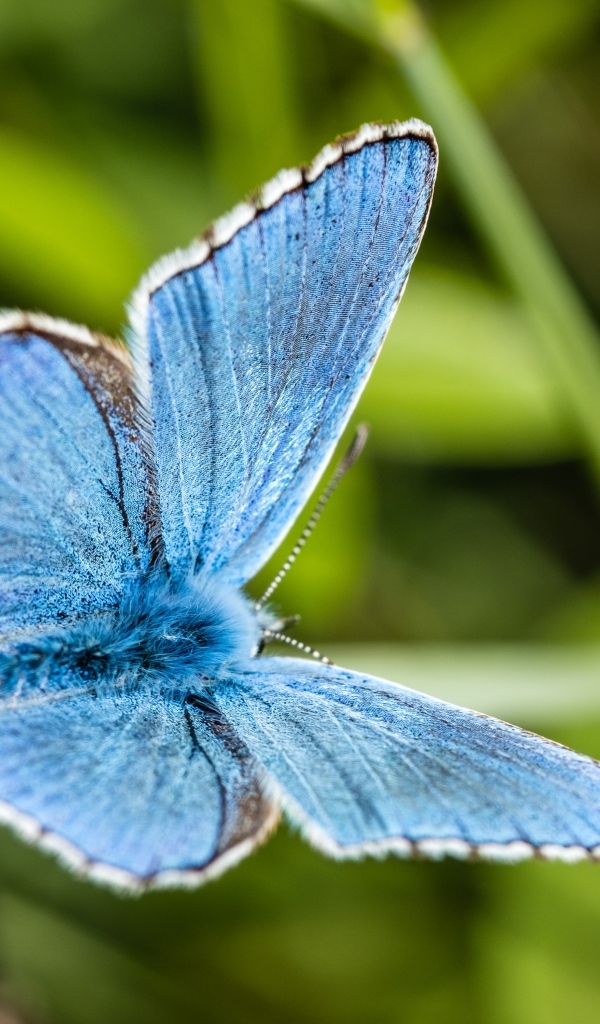Красивая голубая бабочка сидит на зеленой траве