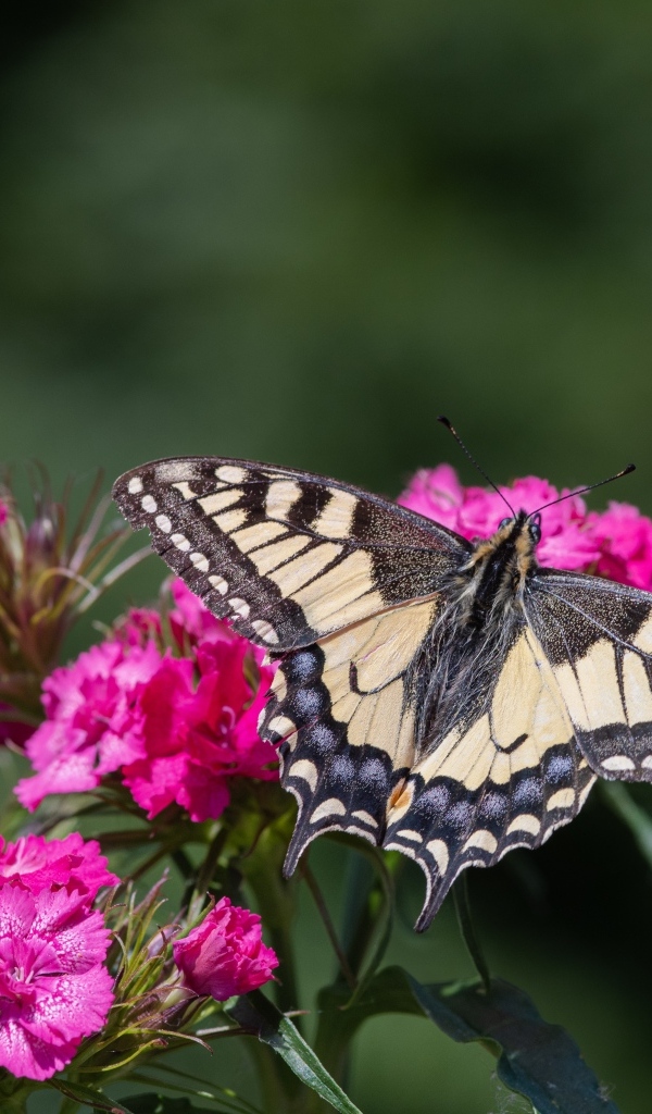 Красивая бабочка на цветке розовой гвоздики