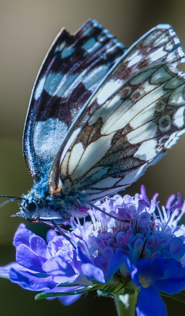 Красивая бабочка сидит на синем цветке
