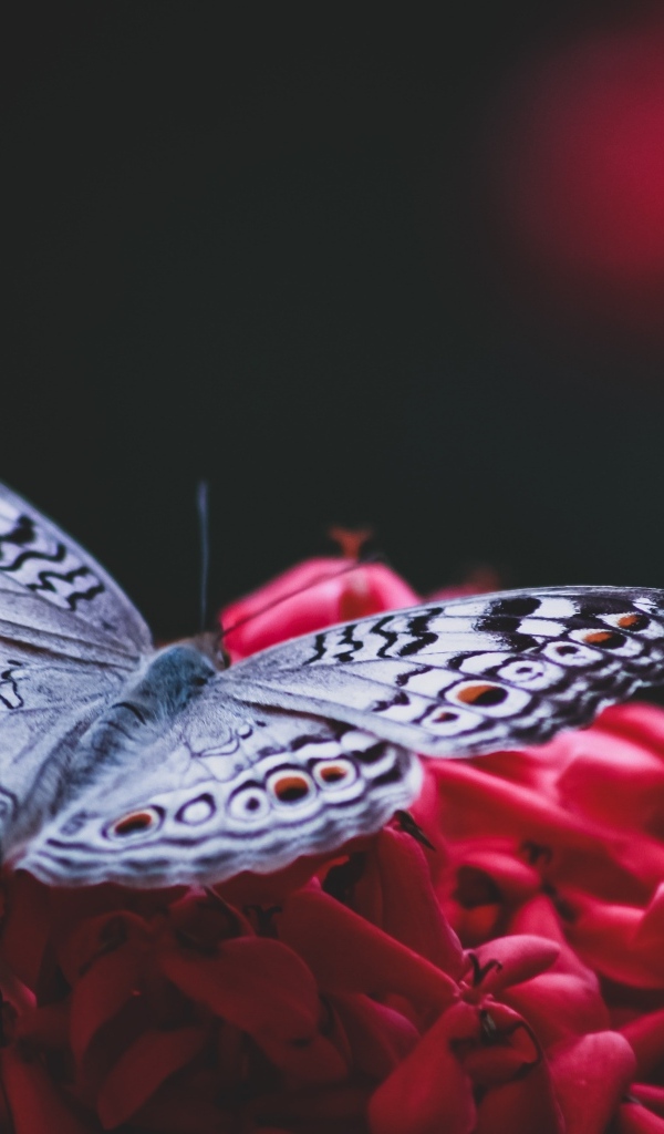 Красивая бабочка сидит на красном цветке