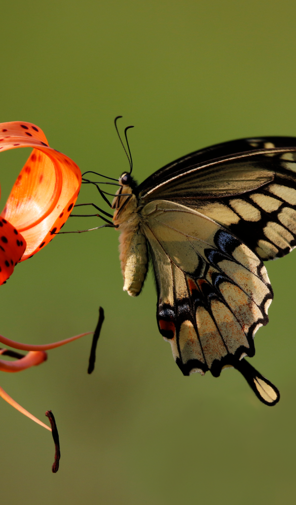 Красивая бабочка сидит на оранжевом цветке