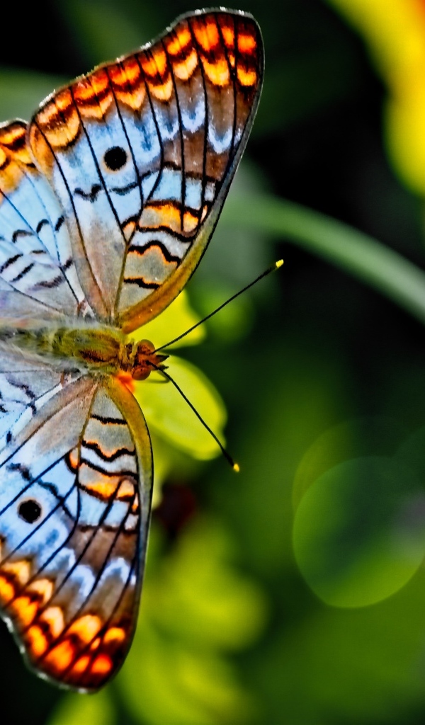 Красивая разноцветная бабочка на цветке