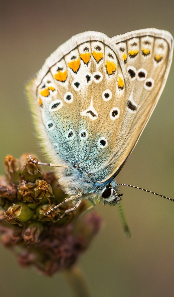 Красивая маленькая бабочка сидит на цветке