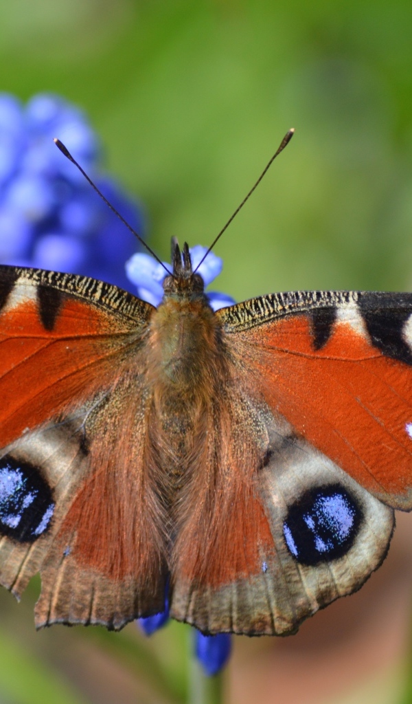 Красивая бабочка павлиний глаз сидит на цветке