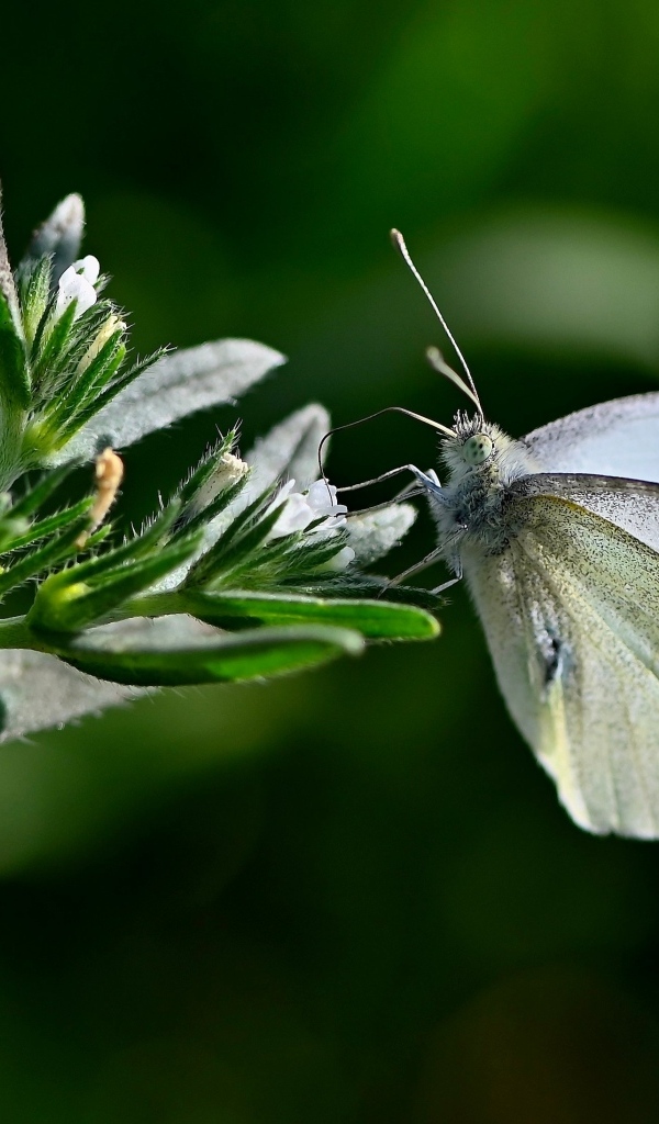 Красивая белая бабочка сидит на цветке
