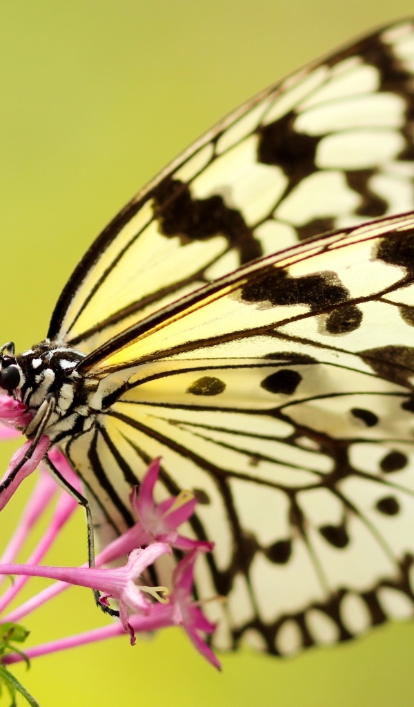 Красивая желтая бабочка на розовом цветке