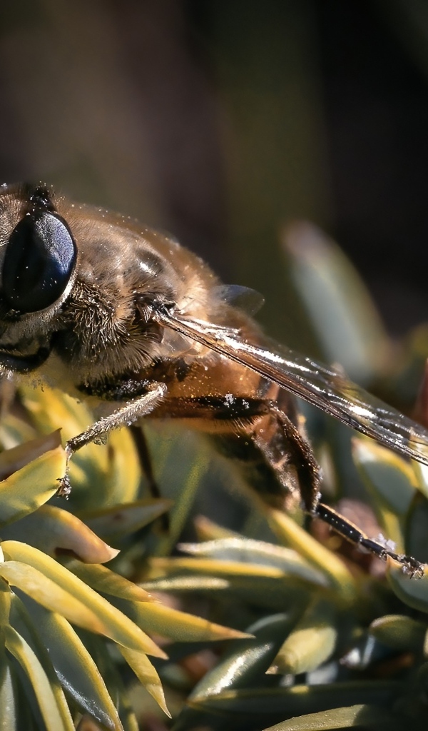 Пчела сидит на зеленом растении