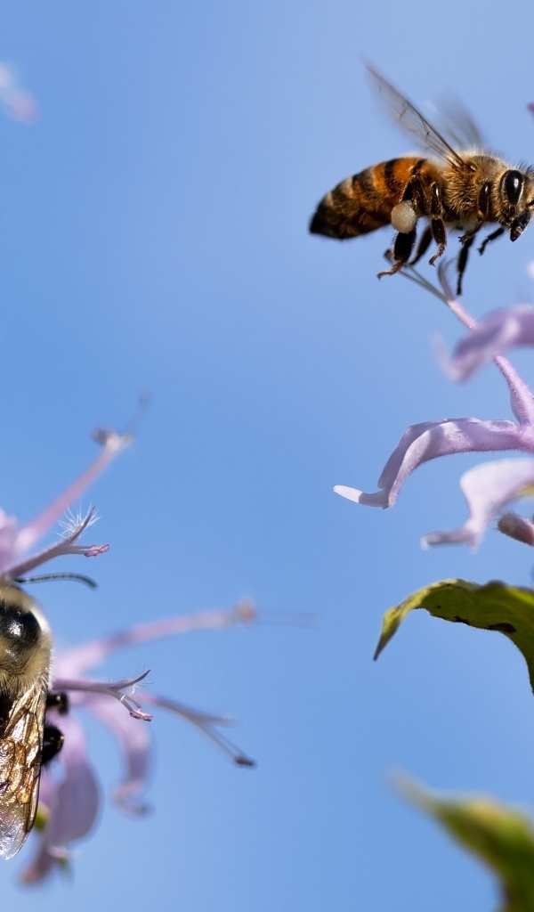 Пчелы кружат над синими цветами