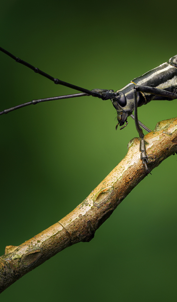 Жук с длинными черными усами на ветке дерева