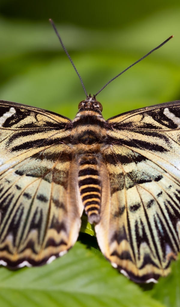 Большая красивая черно-белая  бабочка 
