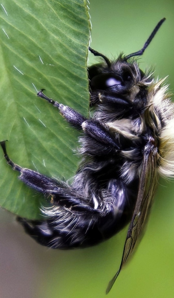 Большая пчела сидит на зеленом листке 