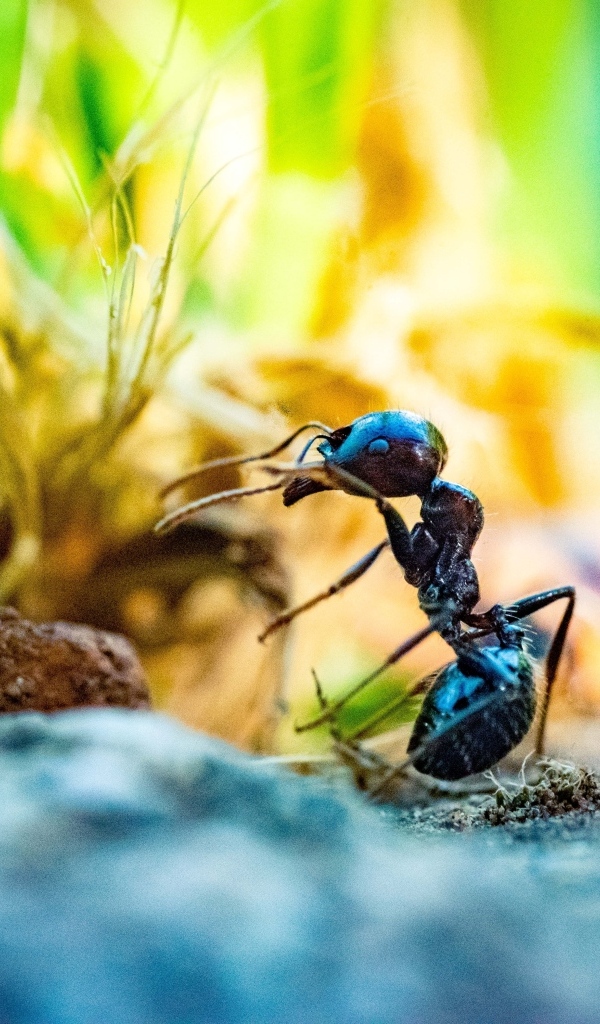 Большой черный муравей на земле
