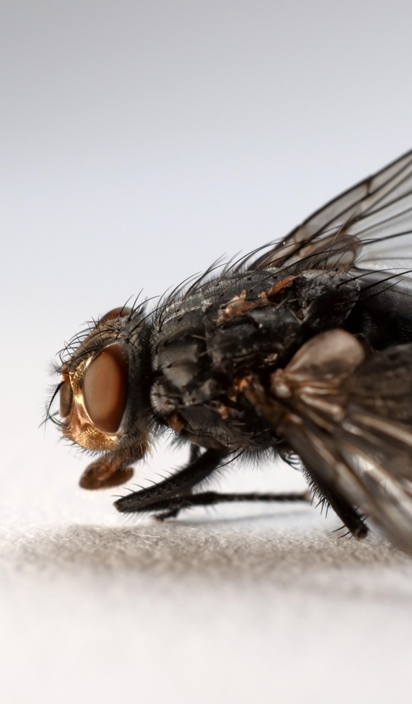 Большая черная муха на сером фоне