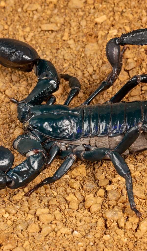 Большой черный скорпион на земле