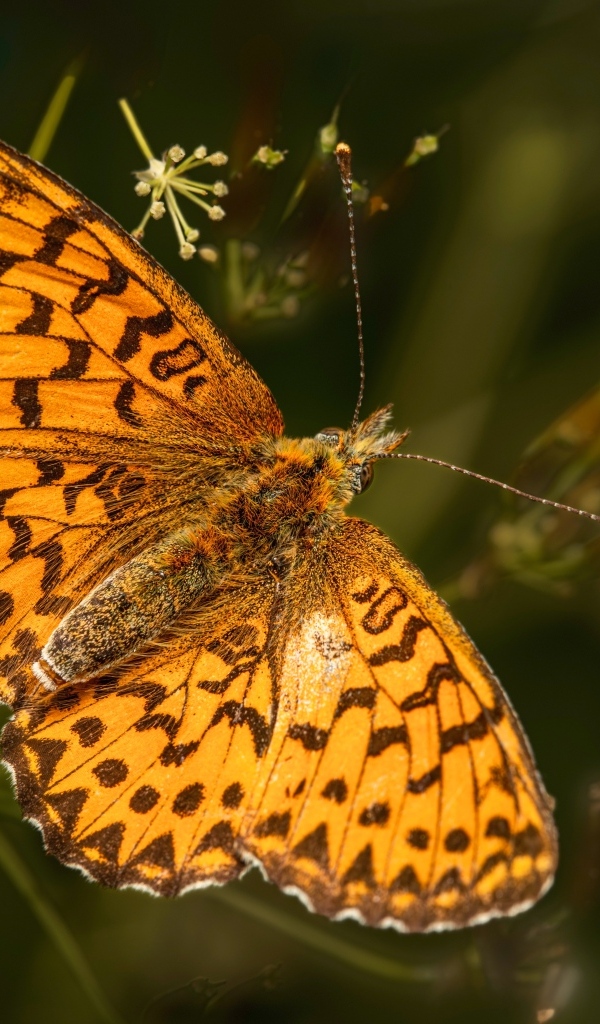 Большая коричневая бабочка сидит на траве