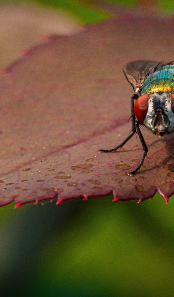 Большая муха сидит на листке