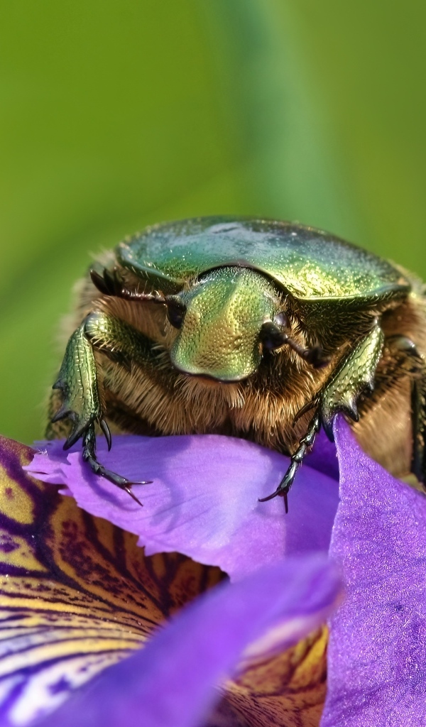 Большой зеленый жук на цветке