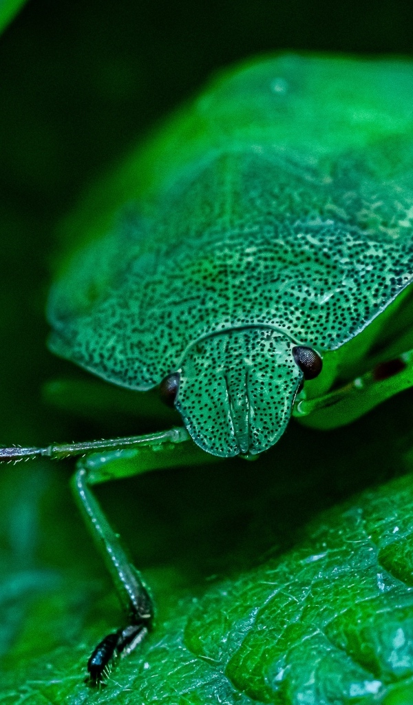 Большой зеленый жук на листе