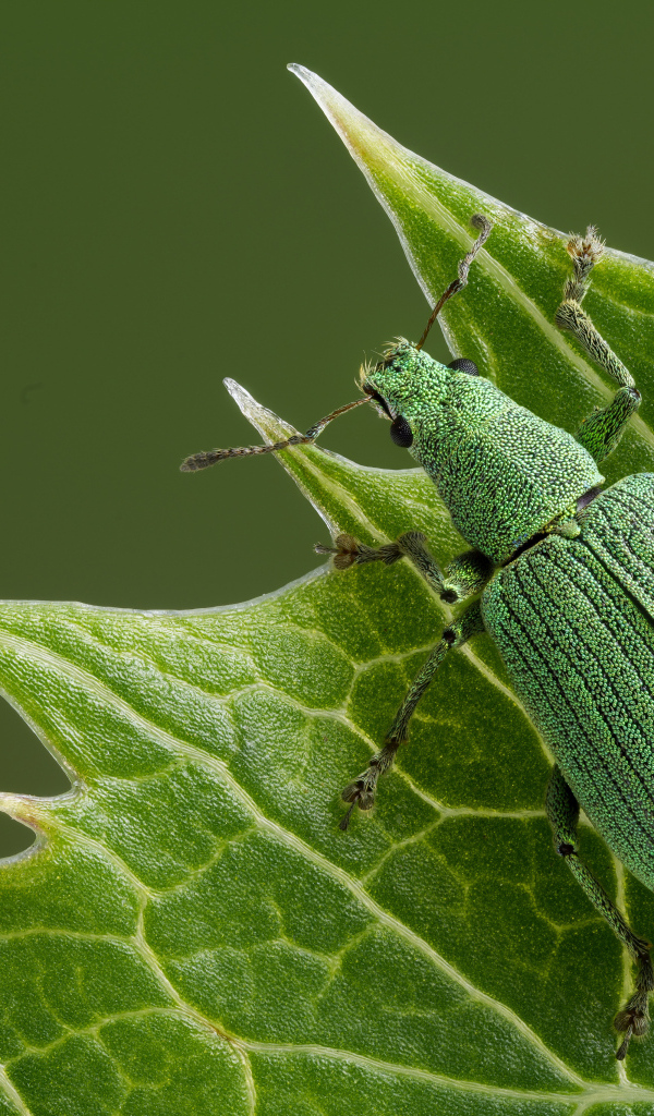 Большой зеленый жук сидит на листе