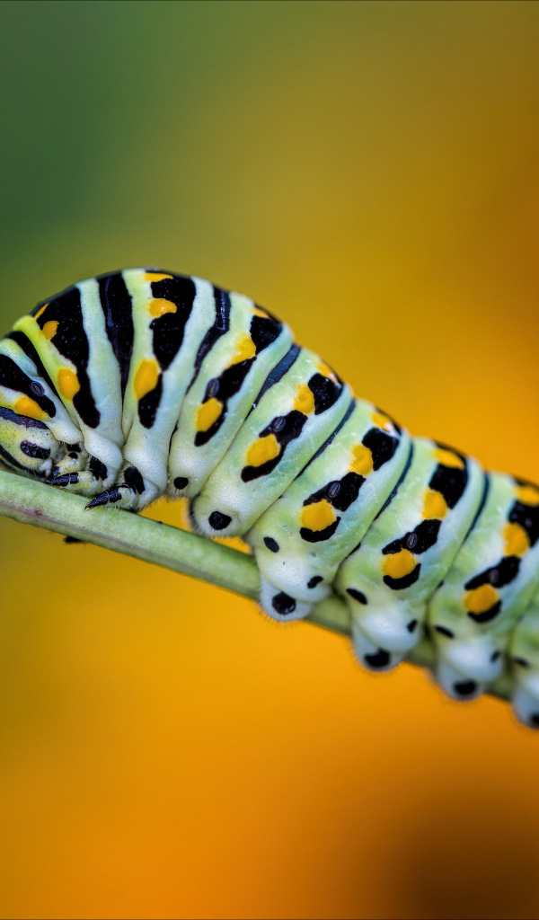 Большая зеленая гусеница на зеленой траве