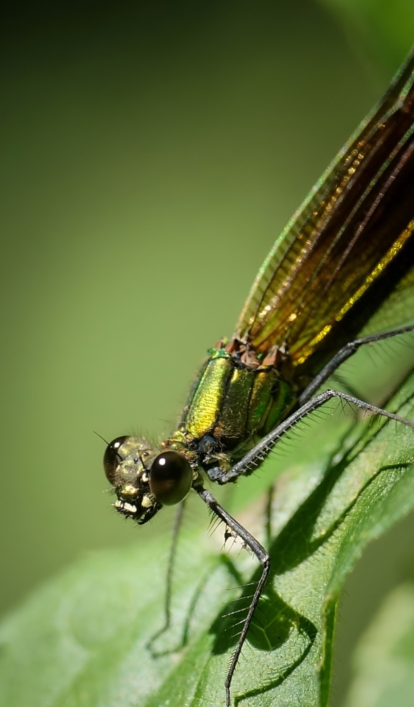 Большая зеленая стрекоза на зеленом листке