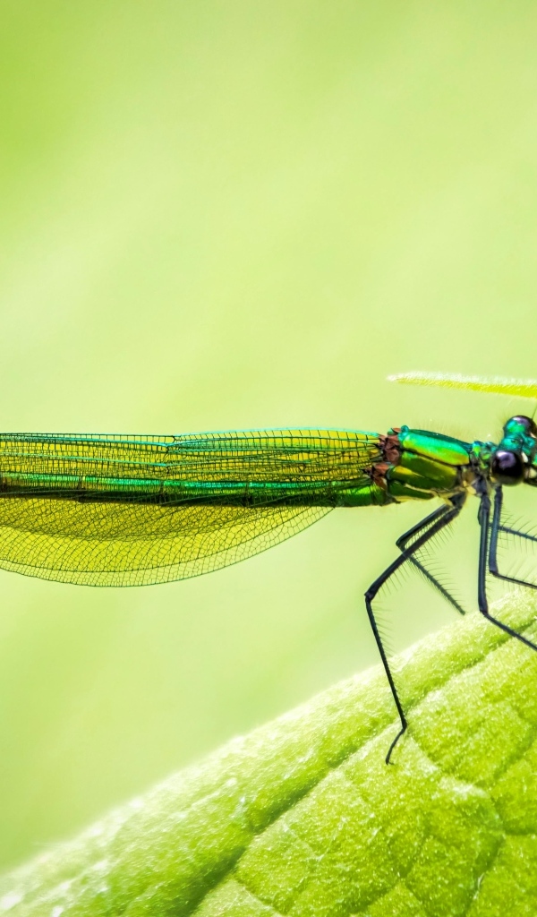 Большая зеленая стрекоза на листке