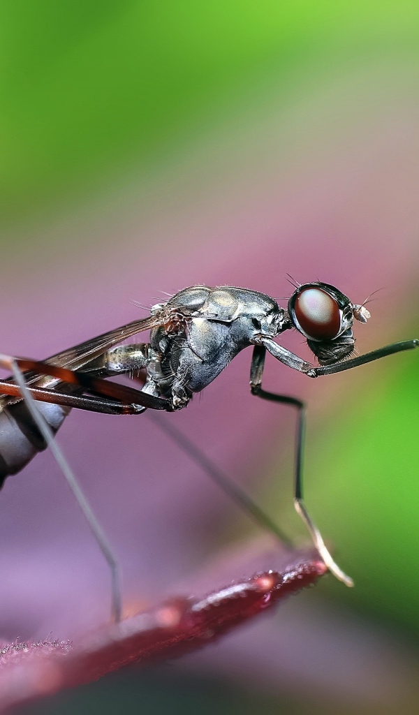 Большой комар крупным планом