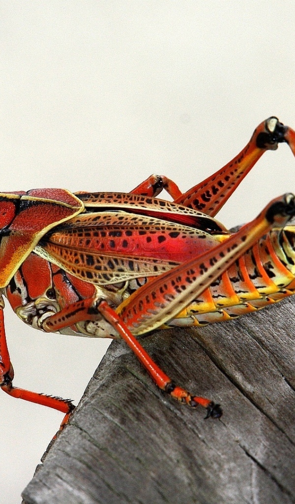 Большой красный кузнечик на деревянном пне