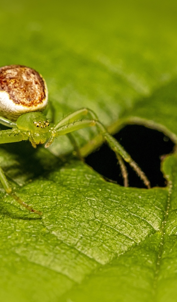 Большой паук сидит на зеленом листе