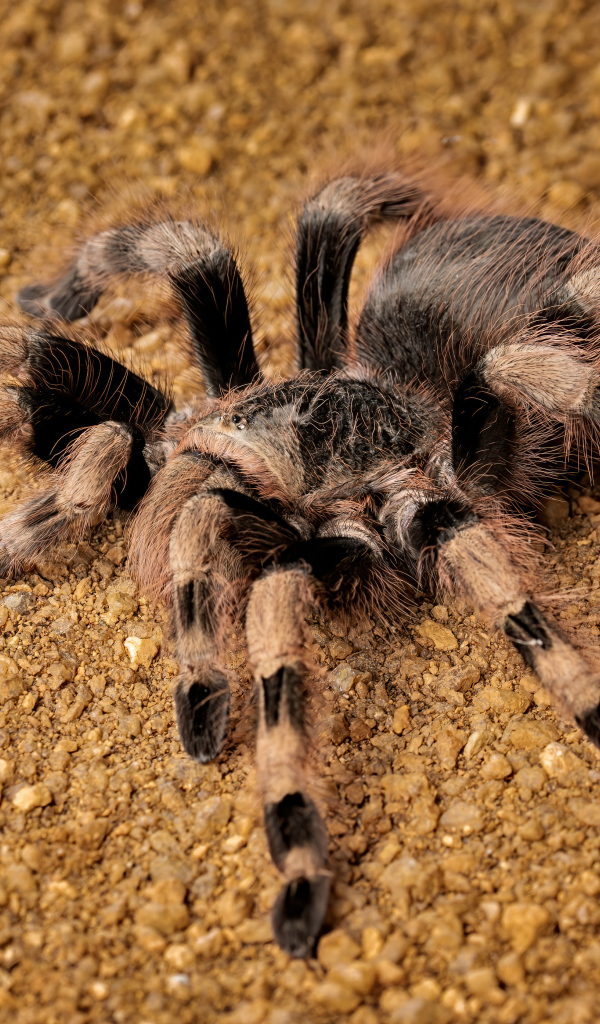 Большой тарантул на земле крупным планом